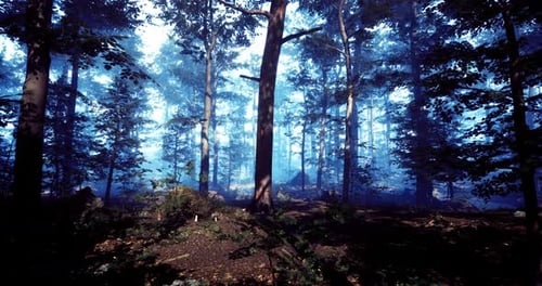 Misty Forest Landscape with Tall Trees and Soft Light at Dawn
