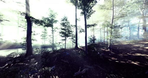 Sunlight Streaming Through Trees in a Serene Forest Setting
