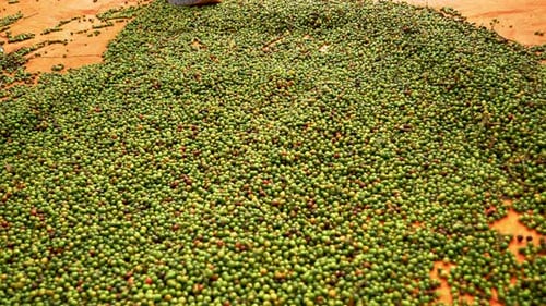 Close up of pepper peppercorn being spread during its harvest production process, agribusiness