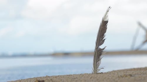 Blick auf den idyllischen Uferstrand mit türkisfarbenem Wasser und weißem Sand, einzelne Feder im Vordergrund, großes W