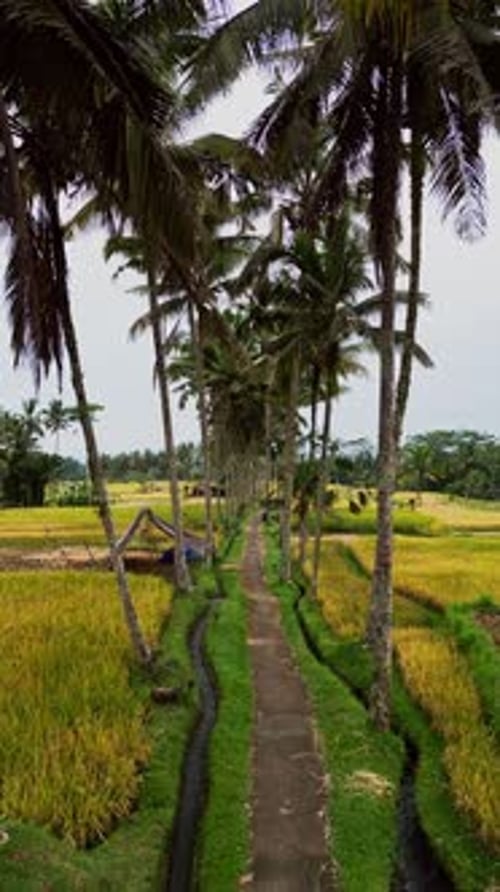 Drone View of Palm-Lined Pathway Cutting Through Golden Rice Fields During Tropical Harvest Season