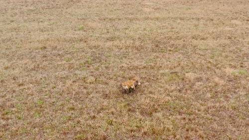 Fox fareja roedores no chão em um campo e faz xixi em Território de Outono