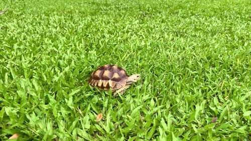 Tortoise Walking Slowly Across a Grassy Field