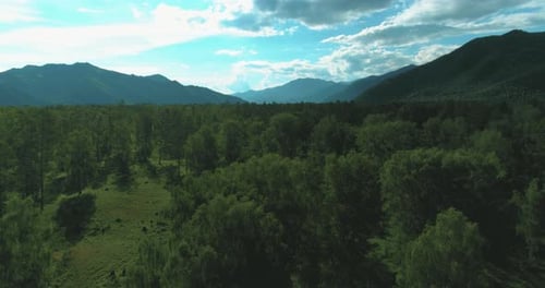 Aerial View Low Flight Above Evergreen Pine Tree Landscape with Endless Mountain Forest at Sunny
