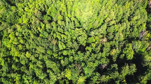 aerial view top down of lush green forest in summer, 4k