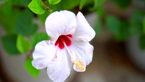 rote und weiße griechische Blume in Zeitlupe. Hibiskus-Pflanzentyp Pink Tissue.
wunderschön rot und weiß