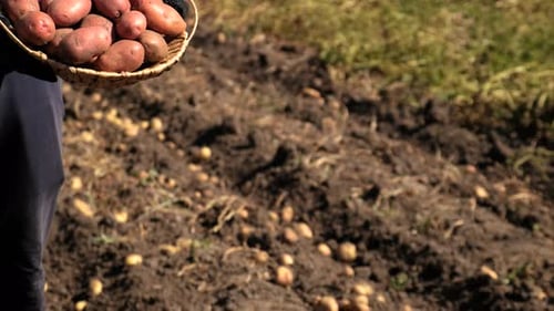 Harvest Potatoes in the Garden Selective Focus