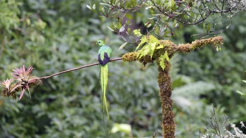 Resplendent Quetzal mocinno) male perched on branch, flying away, San Gerardo Costa Rica