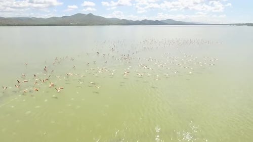 Drone footage flying over a green lake and chasing a group of flamingos, with a cloudy blue sky on t