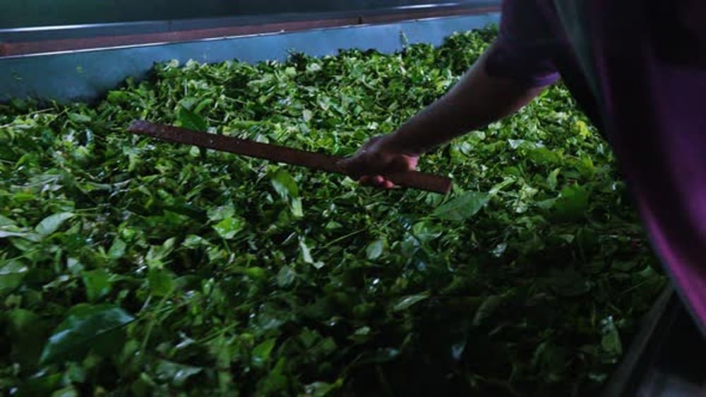 Tea Factory Sri Lanka Nuwara Eliya Process of Ceylon Tea Making, Nature ...