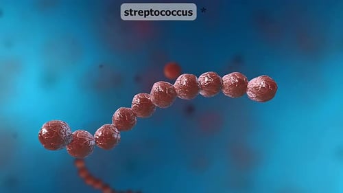 Streptococcus Bacteria