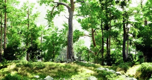 Lush Green Forest with Towering Trees and Vibrant Undergrowth in Sunlight