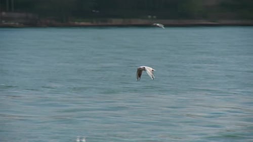 Seagull Flying Over the Sea in Istanbul