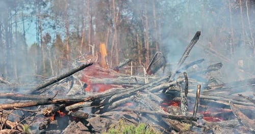 During a Forest Fire a Fallen Tree Burned with Smoke Wildfire From