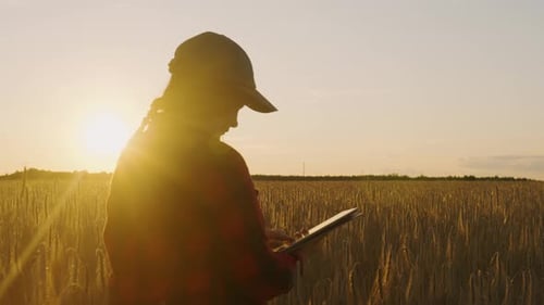 A Girl Agronomist with a Tablet in the Field Checks the Ripeness of Wheat