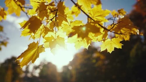 Close Up Autumn Golden Leaves at Sunset Beautiful Tree Leaves in the Rays of the Bright Sun in
