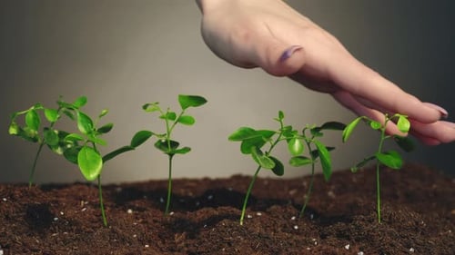 Pflanzenwachstum: Earth Day Caring handgrüne Setzlinge
