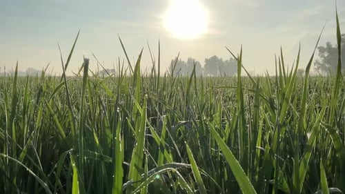 beautiful rice plants in the morning