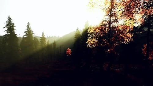 Forêt enchantée avec de jeunes arbres lumineux et un environnement ombragé