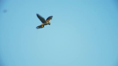 Hawk Flying in Clear Blue Sky on Sunny Day