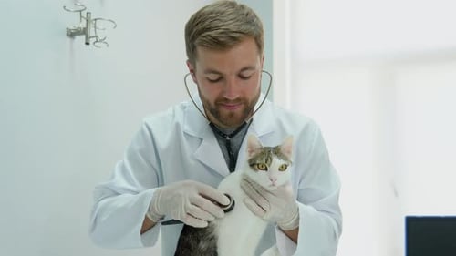 Veterinarian in Protective Gloves Examining the Cat with Stethoscope in Vet Clinic