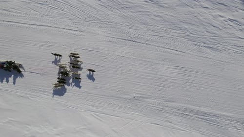 Top View Of Running Greenland Dogs Pulling Sled On A Snowy Surface