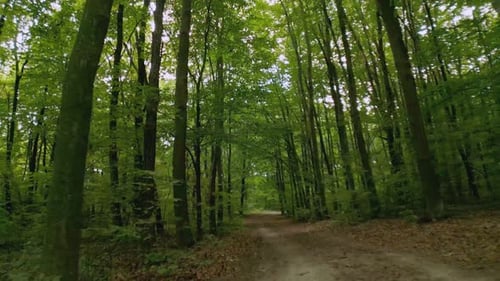 Dirt Road in the Forest