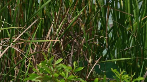 Asian Golden Weaver, Ploceus hypoxanthus; two female individuals with in the Bulrush reeds preening