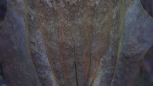 Cuttlefish during the night. Closeup view