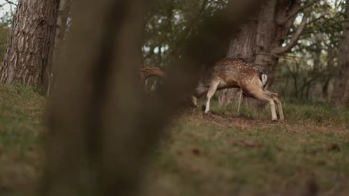 Aggressive male fallow deer fight in forest during rutting season, slomo pan