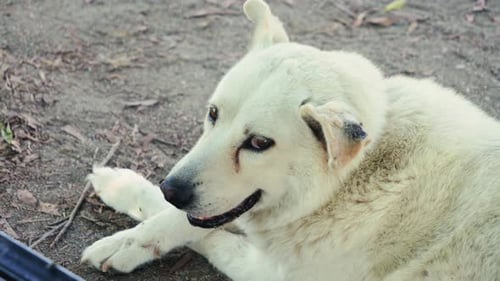 Gros plan d'un chien de rue sale allongé dans le parc