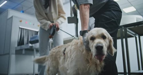 Woman with Dog During Screening Procedures in Airport Female TSA Officer Inspecting Golden Retriever