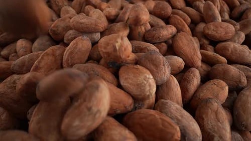 Pouring Raw and Natural Cocoa Beans