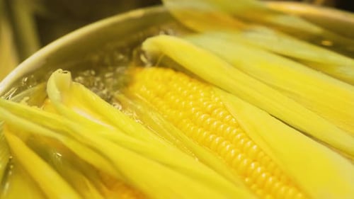 Corn on the Cob Boiling in a Pot