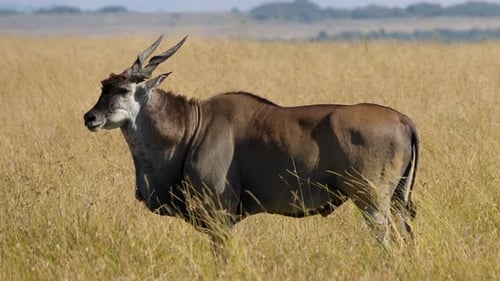 Eland Antelope Grazing in Maasai Mara Plains.
