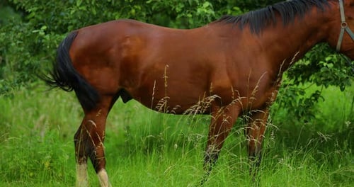 Grazing brown horse on the grass during a sunny day.