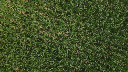 Aerial shot of a corn field