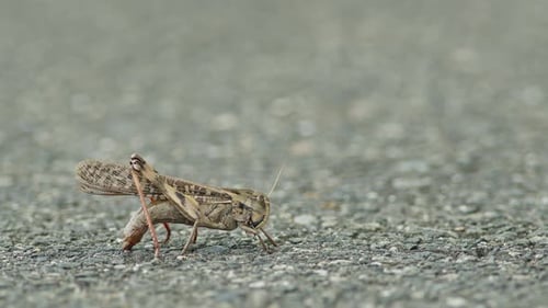 Grasshopper Walking on Rough Gray Surface