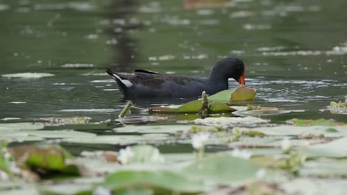 Purple Swamphen diving for food.