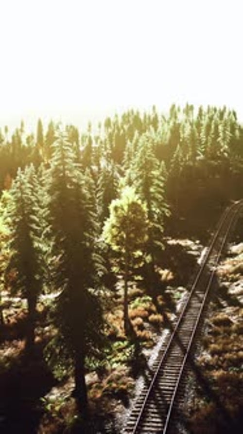Passing Through a Picturesque Forest at Sunset