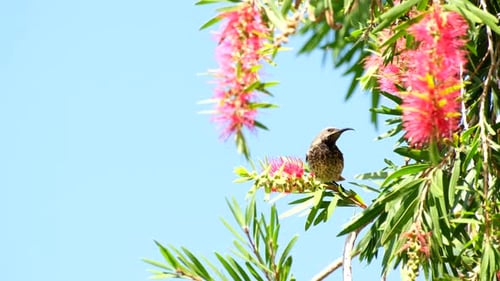 Amethyst sunbird feeding on sweet nectar of bright red bottlebrush flower