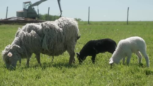 Deux agneaux nouveau-nés paissent dans un pré à côté de leur mère brebis.