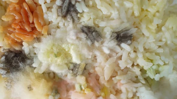 A cooked rice with visible mold and fungus growth., Food Stock Footage ...