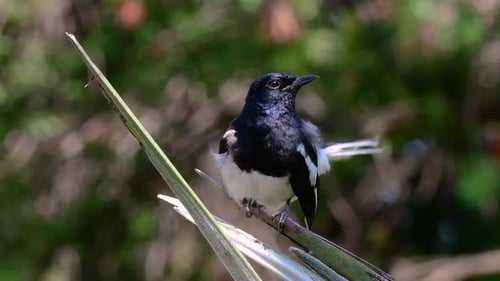 The Oriental magpie-robin is a very common passerine bird in Thailand in which it can be seen anywhe