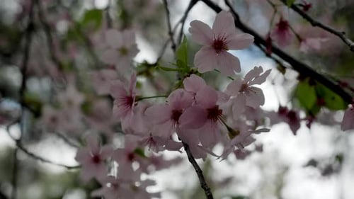 Pink cherry blossom flowers on tree in park during spring, closeup