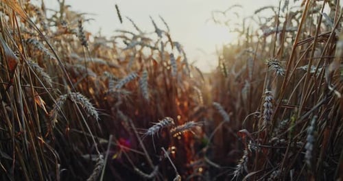 Golden Wheat in Field During Sunset