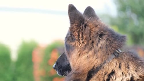 German Shepherd Dog Portrait Outdoors in Daytime