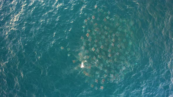 Group of Devil Rays in the sea of Cortez in Mexico - birds eye, aerial ...