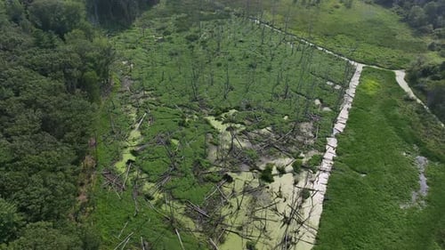 Aerial top down of swampy wetland with dead trees, green vegetation and stagnant water, showing