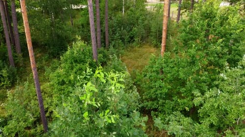 Green foliage of forest pine tree trunks, aerial close up flying